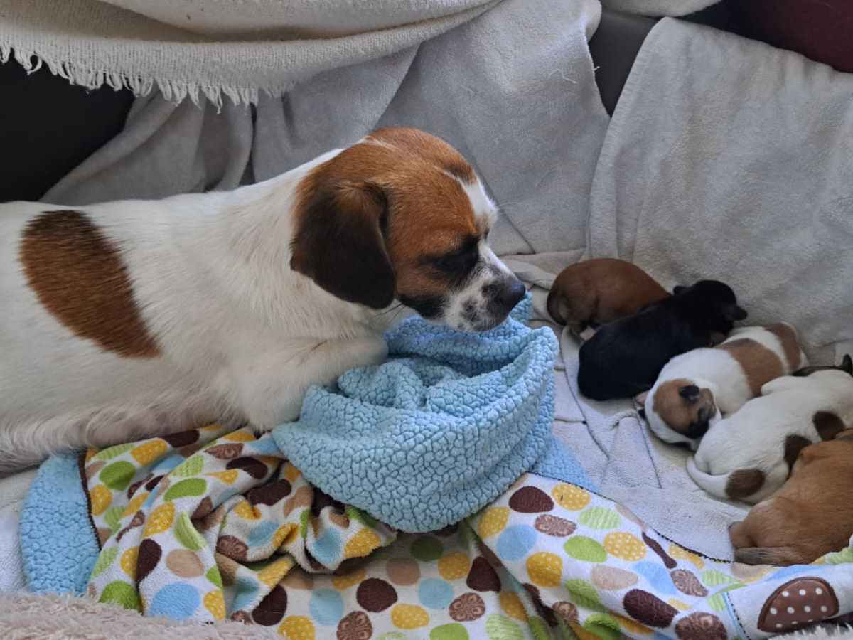 Čudo života: priča o Pijinim&nbsp;bebama